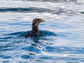 Rhinoceros Auklet (Cerorhinca monocerata)<br/>Resurrection Bay, Seward