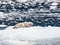 Harbor Seal (Phoca vitulina)<br/>Aialik Bay, Kenai Fjords National Park