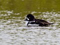 Barrow's Goldeneye (Bucephala islandica)<br/>Denali