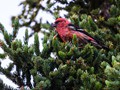 White-winged Crossbill (Loxia leucoptera)<br/>Denali