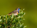 Bluethroat (Luscinia svecica)<br/>Nome