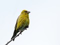 Red Crossbill (Loxia curvirostra)<br/>Seward