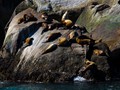 Steller's Sea Lion (Eumetopias jubatus)<br/>Resurrection Bay, Seward