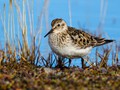 Baird's Sandpiper (Calidris bairdii)<br/>Barrow