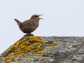 Pacific Wren (Troglodytes pacificus alascensis)<br/>St. Paul Island