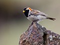 Lapland Longspur (Calcarius lapponicus)<br/>St. Paul Island