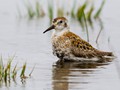 Rock Sandpiper (Calidris ptilocnemis)<br/>St. Paul Island