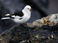 Snow Bunting (Plectrophenax nivalis)<br/>St. Paul Island