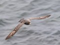 Northern Fulmar (Fulmarus glacialis)<br/>St. Paul Island