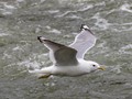 Mew Gull (American) (Larus canus brachyrhynchus)<br/>Denali