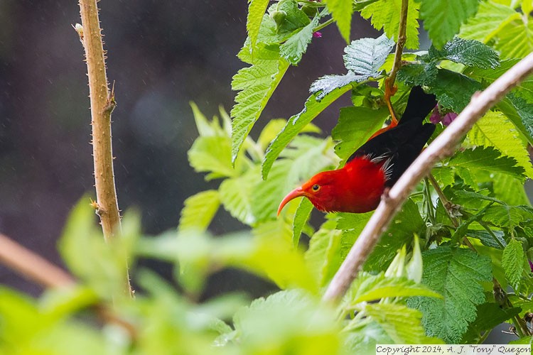 Iiwi (Vestiaria coccinea), Pua Akala Tract, Hakalau Forest National Wildlife Refuge