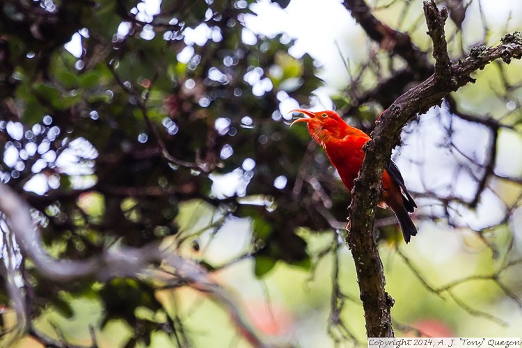 Iiwi (Vestiaria coccinea), Pua Akala Tract, Hakalau Forest National Wildlife Refuge