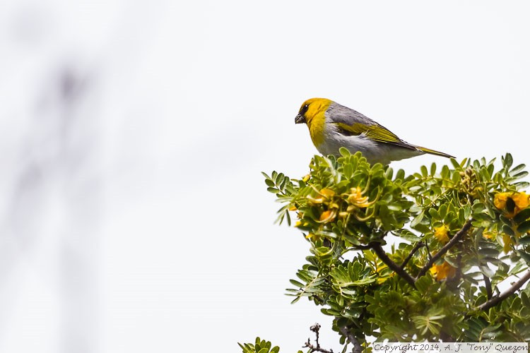 Palila (Loxioides bailleui), Pu'u La'au, Mauna Kea Reserve