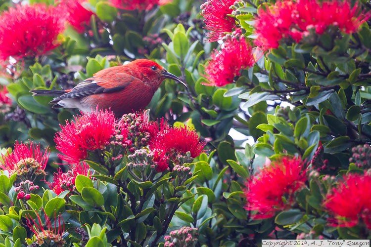 Apapane (Himatione sanguinea) in Ohia Lehua (Metrosideros polymorpha), Waimea Canyon Lookout