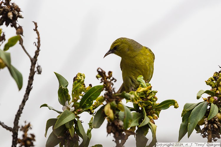 Hawaii Amakihi (Hemignathus virens), Pu'u La'au, Mauna Kea Reserve