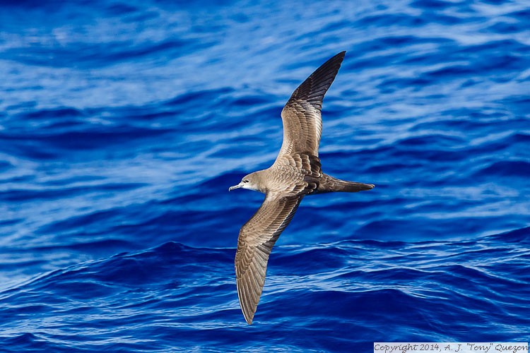 Wedge-tailed Shearwater (Puffinus pacificus), Near-shore Pelagic, Kikiaola Small Boat Harbor