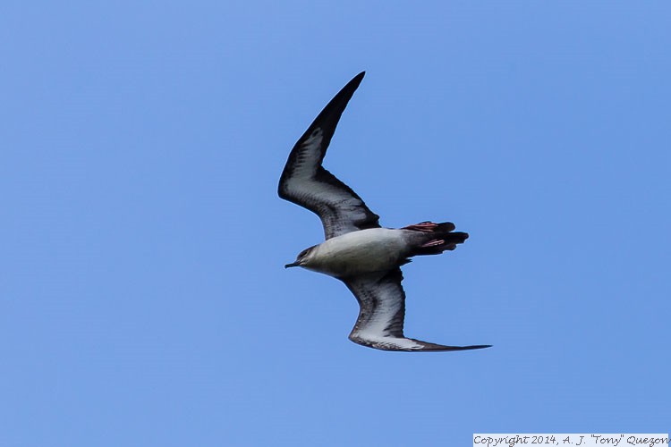 Wedge-tailed Shearwater (Puffinus pacificus), Kilauea Point National Wildlife Refuge