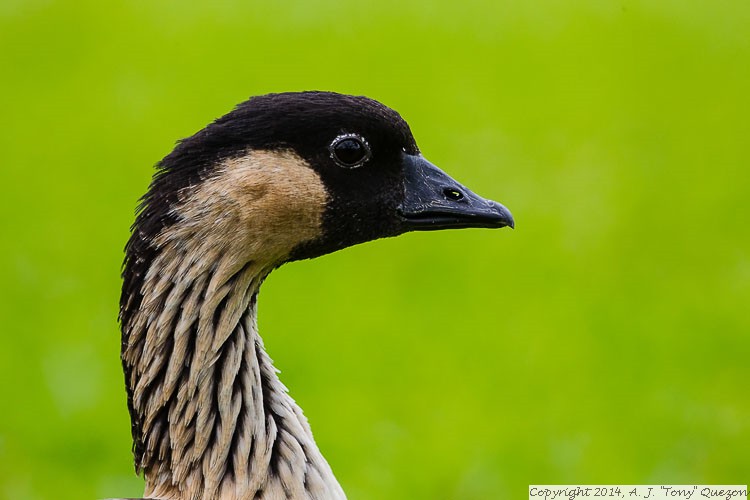 Hawaiian Goose (Nene) (Branta sandvicensis), Wailoa River State Recreation Area