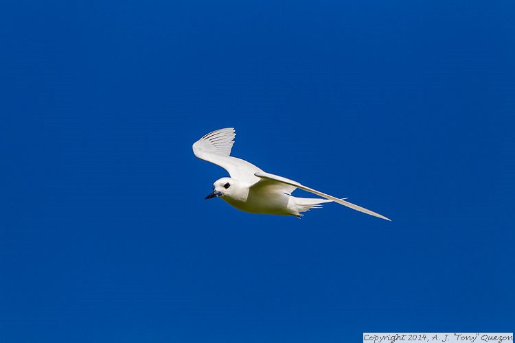 White (Fairy) Tern (Gygis alba), Queen Kapiolani Park, Waikiki