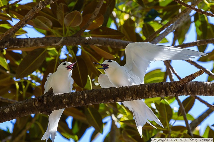 White (Fairy) Tern (Gygis alba), Queen Kapiolani Park, Waikiki