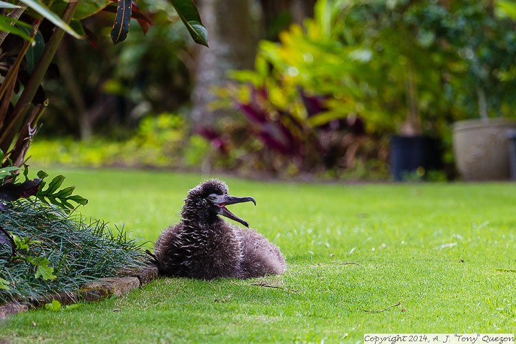 Laysan Albatross (Phoebastria immutabilis), Princeville