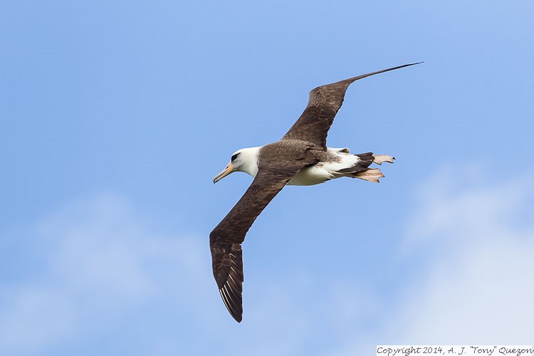 Laysan Albatross (Phoebastria immutabilis), Princeville
