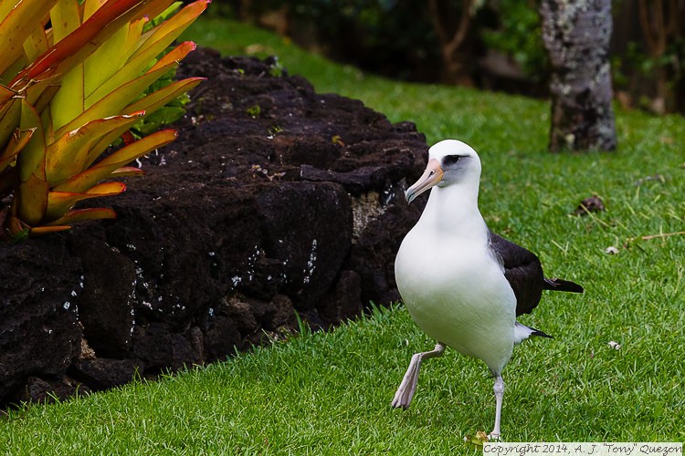 Laysan Albatross (Phoebastria immutabilis), Princeville