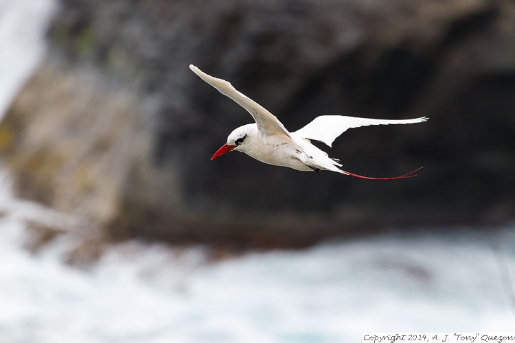 Red-tailed Tropicbird (Phaethon rubricauda), Kilauea Point National Wildlife Refuge