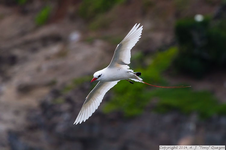 Red-tailed Tropicbird (Phaethon rubricauda), Kilauea Point National Wildlife Refuge