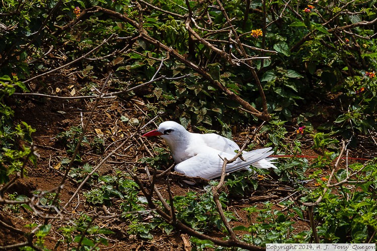 Red-tailed Tropicbird (Phaethon rubricauda), Kilauea Point National Wildlife Refuge