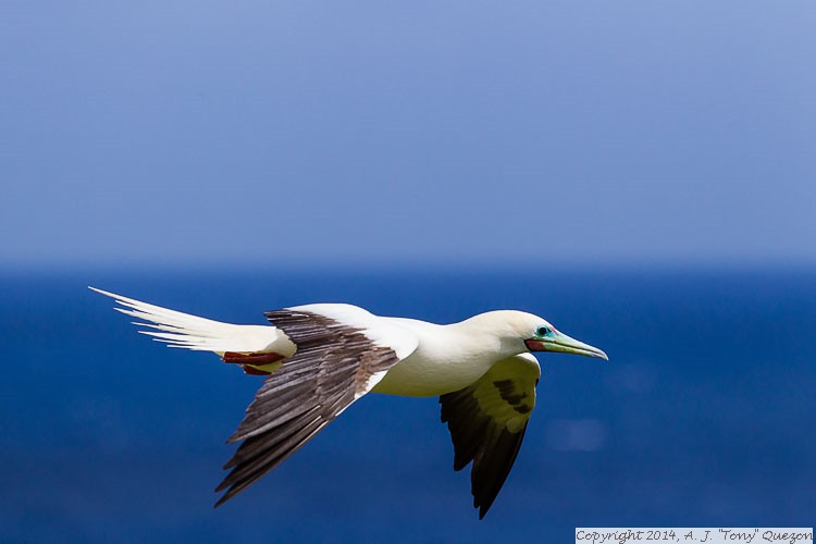 Red-footed Booby (Sula sula), Kilauea Point National Wildlife Refuge