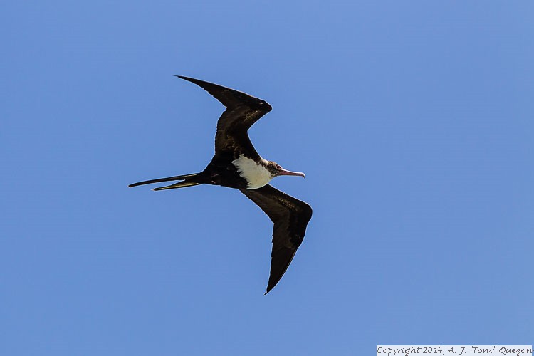 Great Frigatebird (Fregata minor), Kilauea Point National Wildlife Refuge