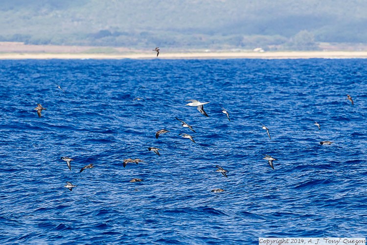 Feeding Seabirds, Near-shore Pelagic, Kikiaola Small Boat Harbor