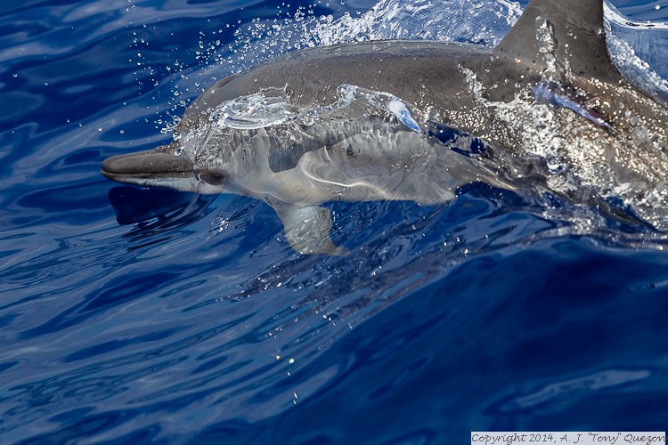 Spinner Dolphin (Stenella longirostris), Near-shore Pelagic, Kikiaola Small Boat Harbor