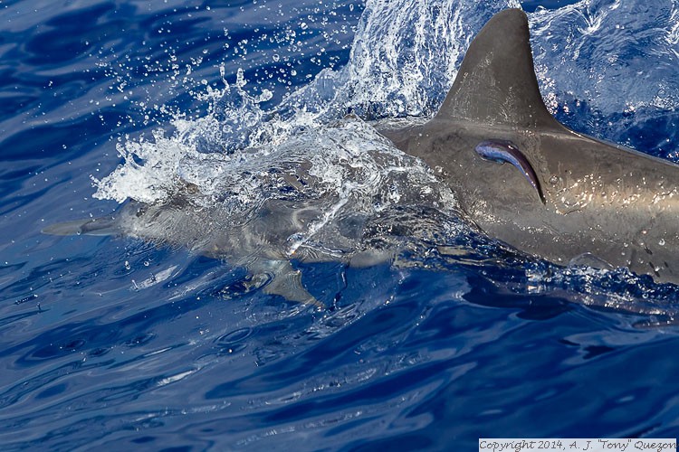 Spinner Dolphin (Stenella longirostris), Near-shore Pelagic, Kikiaola Small Boat Harbor