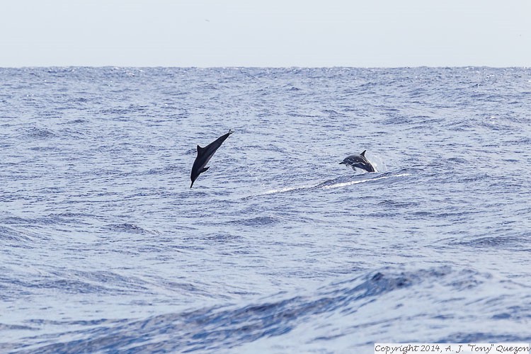 Spinner Dolphin (Stenella longirostris), Near-shore Pelagic, Kikiaola Small Boat Harbor