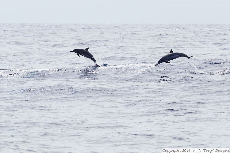 Spinner Dolphin (Stenella longirostris), Near-shore Pelagic, Kikiaola Small Boat Harbor