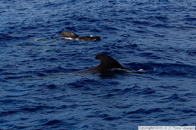 Short-finned Pilot Whale (Globicephala macrorhynchus), Near-shore Pelagic, Kikiaola Small Boat Harbor