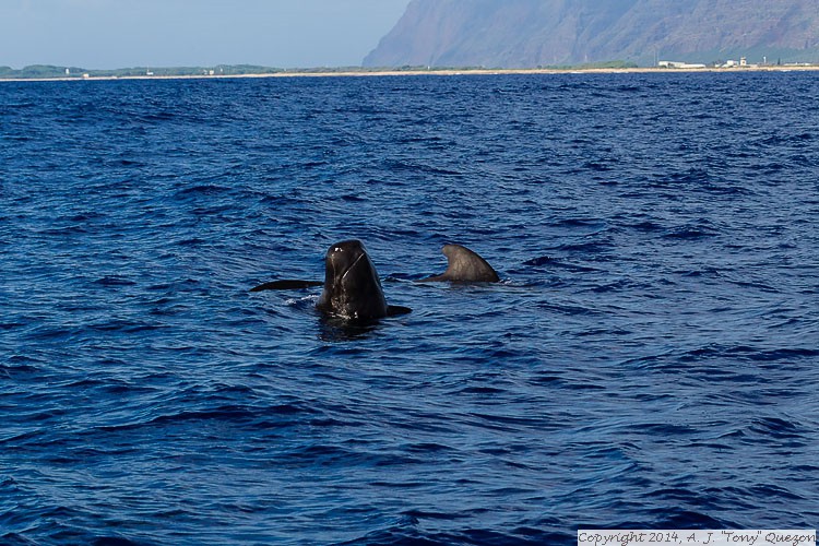 Short-finned Pilot Whale (Globicephala macrorhynchus), Near-shore Pelagic, Kikiaola Small Boat Harbor