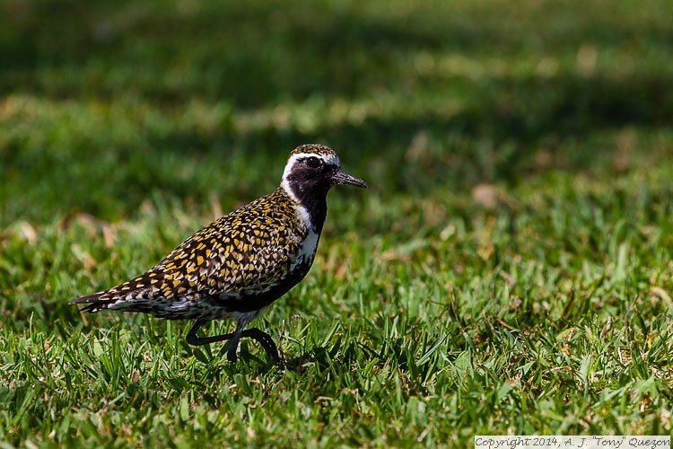 Pacific Golden-Plover (Pluvialis fulva), Queen Kapiolani Park, Waikiki