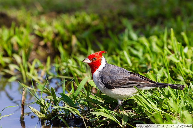 Red-crested Cardinal (Paroaria coronata), Queen Kapiolani Park, Waikiki