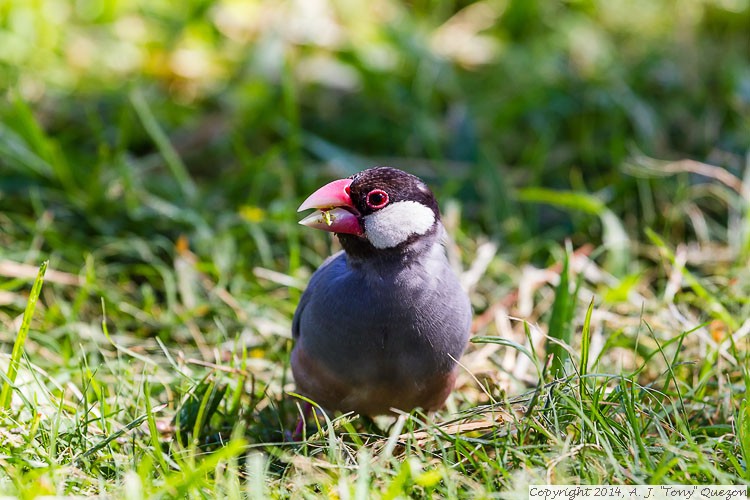 Java Sparrow (Lonchura oryzivora), Queen Kapiolani Park, Waikiki