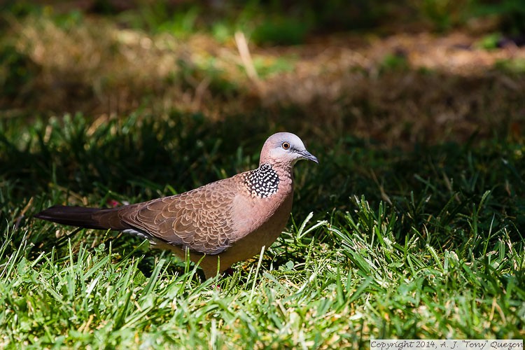 Spotted Dove (Streptopelia chinensis), Queen Kapiolani Park, Waikiki