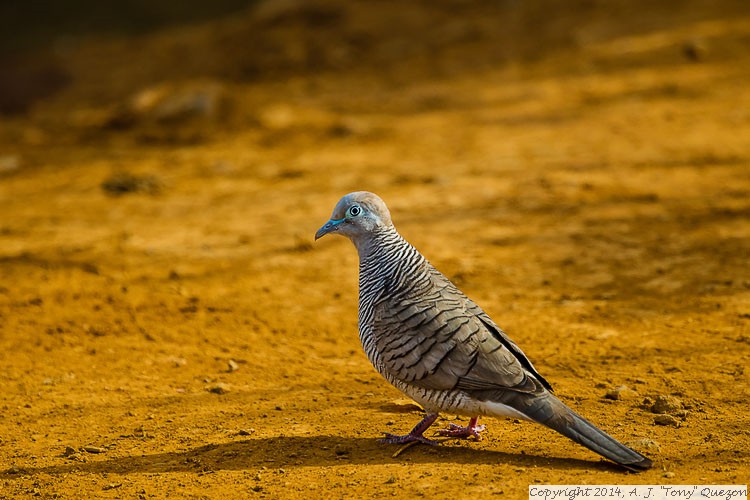 Zebra Dove (Geopelia striata), Anahola, Kauai