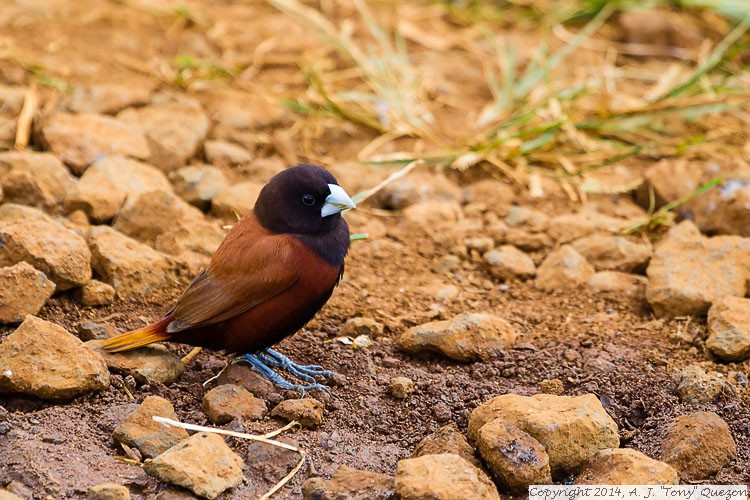 Chestnut Munia (Lonchura atricapilla), Anahola, Kauai