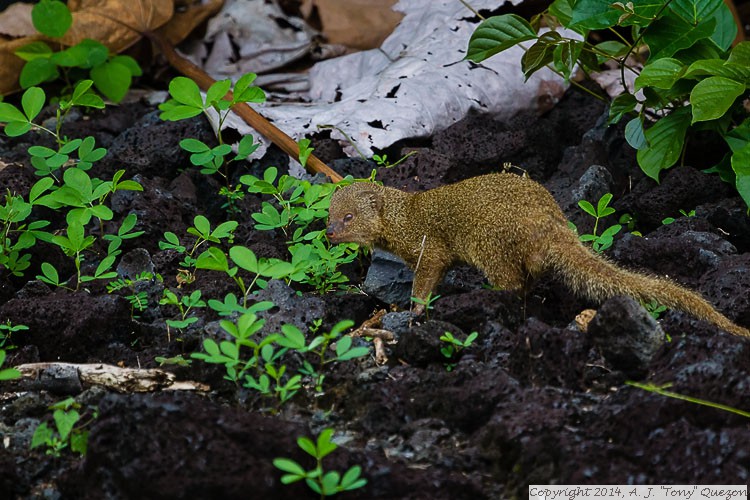 Small Asian Mongoose (Herpestes javanicus), Wailoa River State Recreation Area