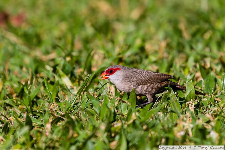 Common Waxbill (Estrilda astrild), Queen Kapiolani Park, Waikiki