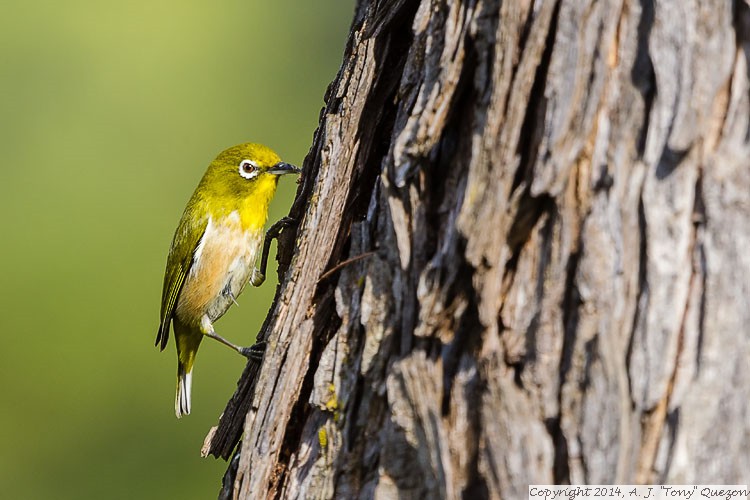 Japanese White-Eye (Zosterops japonicus), Queen Kapiolani Park, Waikiki