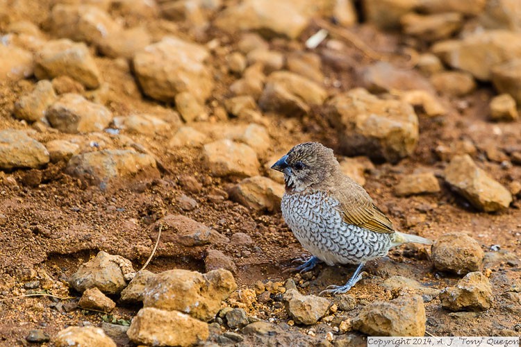 Nutmeg Mannikin (Lonchura punctulata), Anahola, Kauai