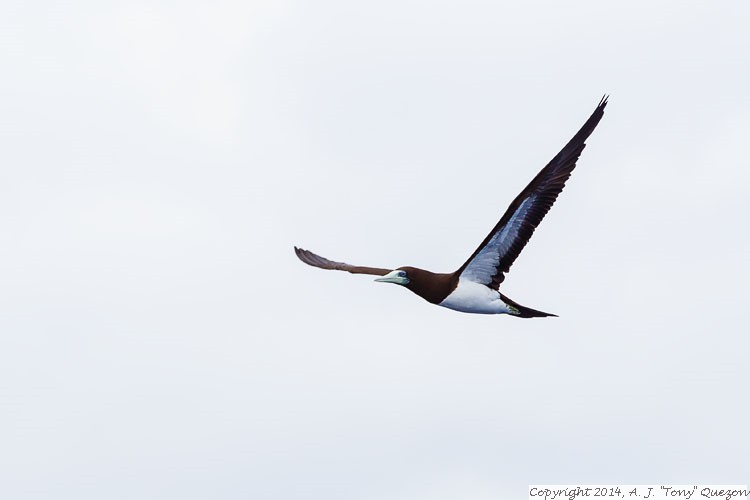 Brown Booby (Sula leucogaster), Near-shore Pelagic, Kikiaola Small Boat Harbor